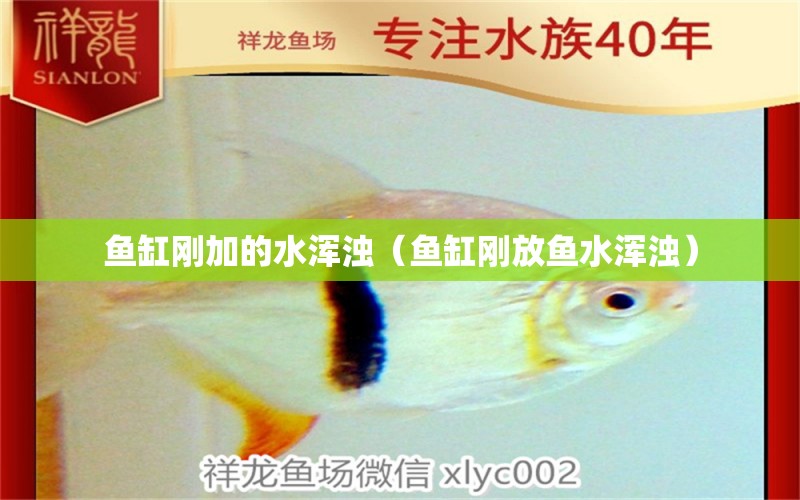 魚缸剛加的水渾濁（魚缸剛放魚水渾濁）