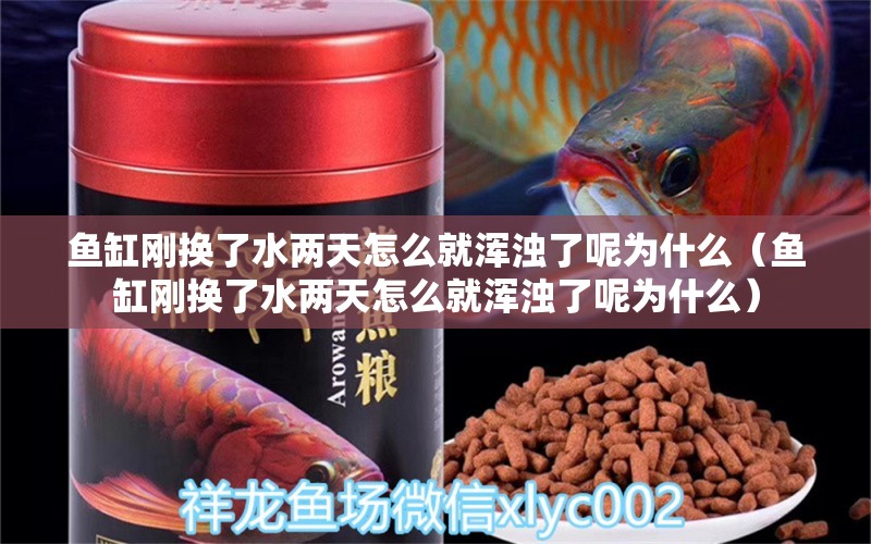 魚缸剛換了水兩天怎么就渾濁了呢為什么（魚缸剛換了水兩天怎么就渾濁了呢為什么） 祥龍水族醫(yī)院