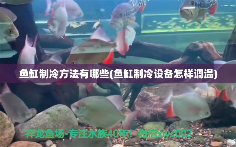 魚缸制冷方法有哪些(魚缸制冷設備怎樣調溫) 恐龍王魚