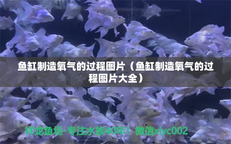 魚缸制造氧氣的過程圖片（魚缸制造氧氣的過程圖片大全） 祥龍水族醫(yī)院