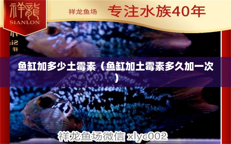 魚(yú)缸加多少土霉素（魚(yú)缸加土霉素多久加一次） 廣州觀賞魚(yú)批發(fā)市場(chǎng)