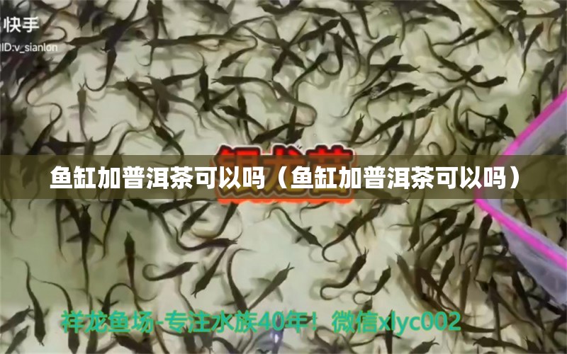 魚缸加普洱茶可以嗎（魚缸加普洱茶可以嗎）