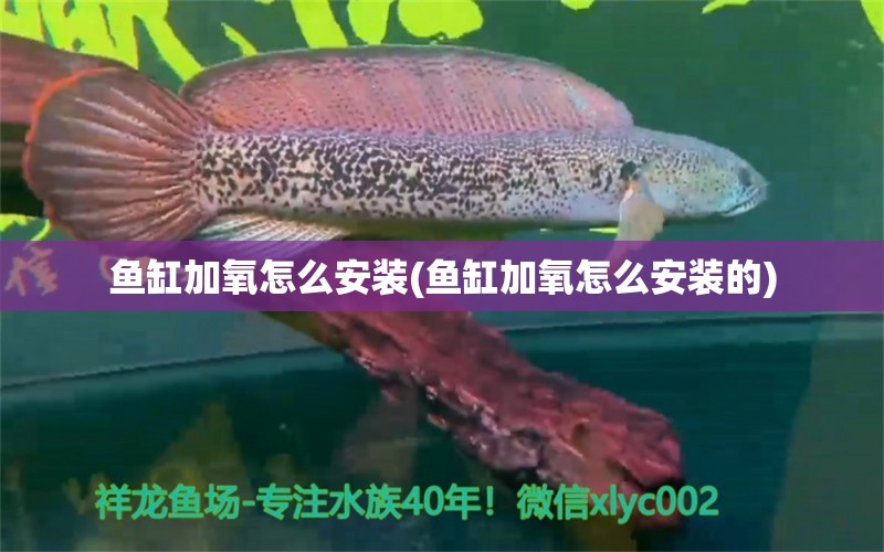 魚缸加氧怎么安裝(魚缸加氧怎么安裝的)