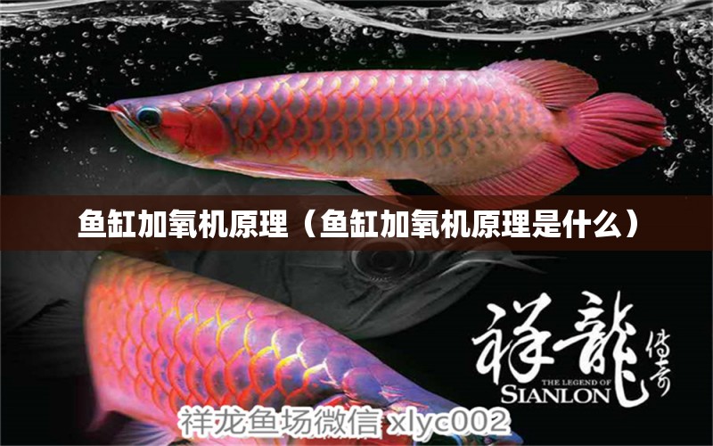 魚缸加氧機(jī)原理（魚缸加氧機(jī)原理是什么） 巴卡雷龍魚