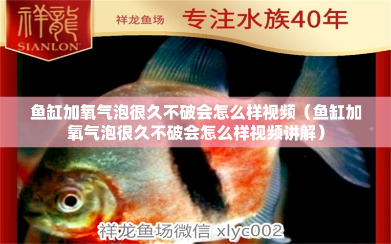 魚缸加氧氣泡很久不破會(huì)怎么樣視頻（魚缸加氧氣泡很久不破會(huì)怎么樣視頻講解） 斑馬狗頭魚