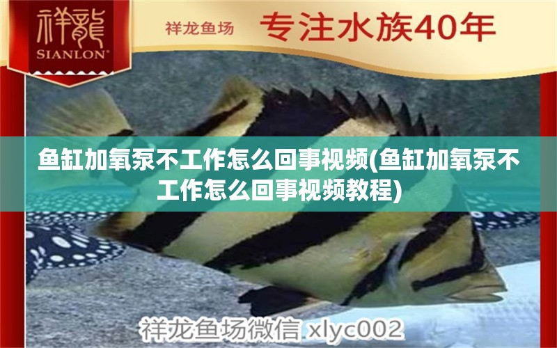 魚缸加氧泵不工作怎么回事視頻(魚缸加氧泵不工作怎么回事視頻教程) 薩伊藍魚