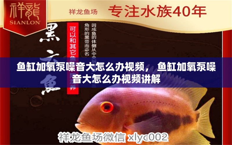 魚缸加氧泵噪音大怎么辦視頻， 魚缸加氧泵噪音大怎么辦視頻講解 細線銀版魚