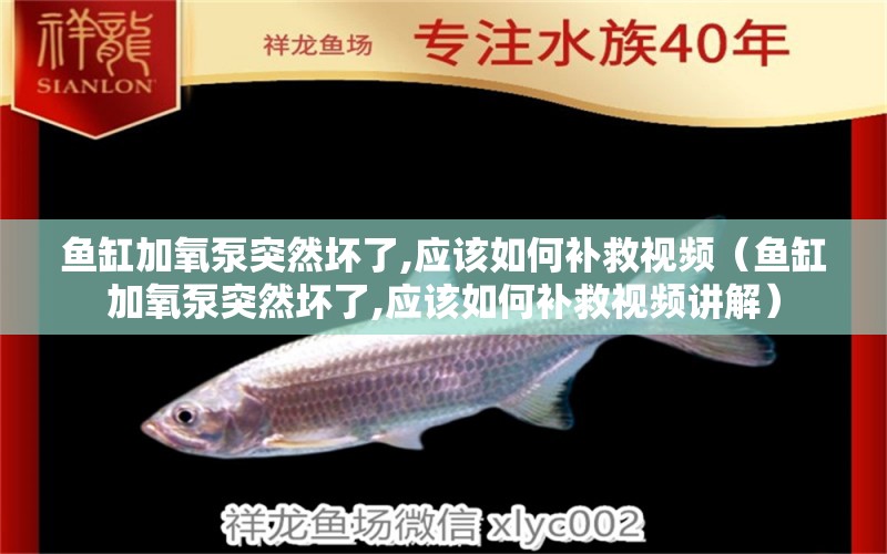 魚缸加氧泵突然壞了,應(yīng)該如何補(bǔ)救視頻（魚缸加氧泵突然壞了,應(yīng)該如何補(bǔ)救視頻講解）