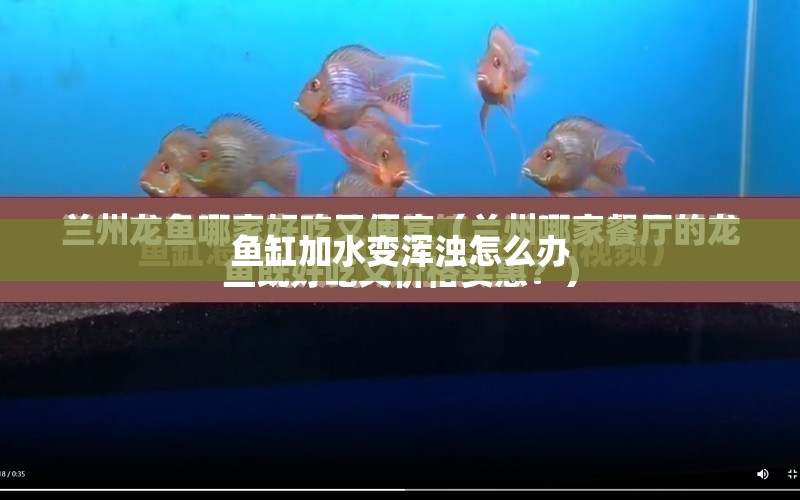 魚缸加水變渾濁怎么辦 水族問答