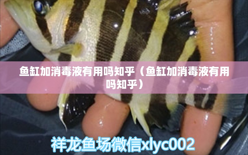 魚缸加消毒液有用嗎知乎（魚缸加消毒液有用嗎知乎）