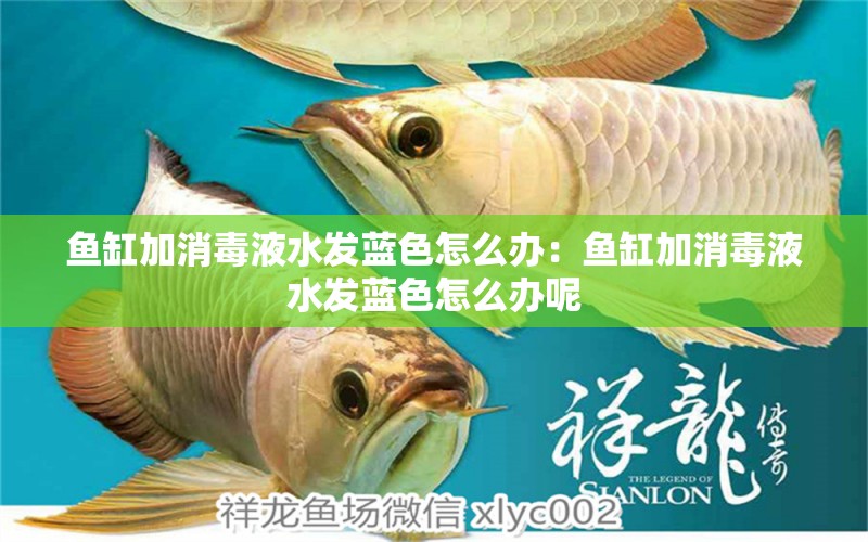 魚缸加消毒液水發(fā)藍(lán)色怎么辦：魚缸加消毒液水發(fā)藍(lán)色怎么辦呢