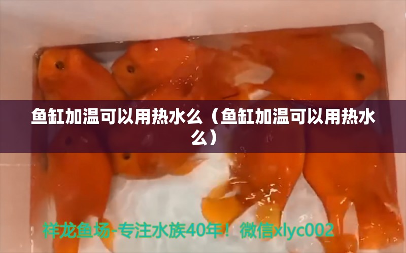 魚缸加溫可以用熱水么（魚缸加溫可以用熱水么） 黃吉金龍（白子金龍魚）