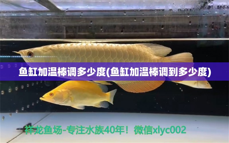 魚缸加溫棒調(diào)多少度(魚缸加溫棒調(diào)到多少度) 福滿鉆魚