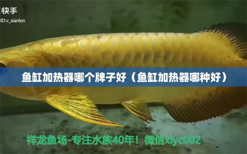 魚缸加熱器哪個牌子好（魚缸加熱器哪種好）