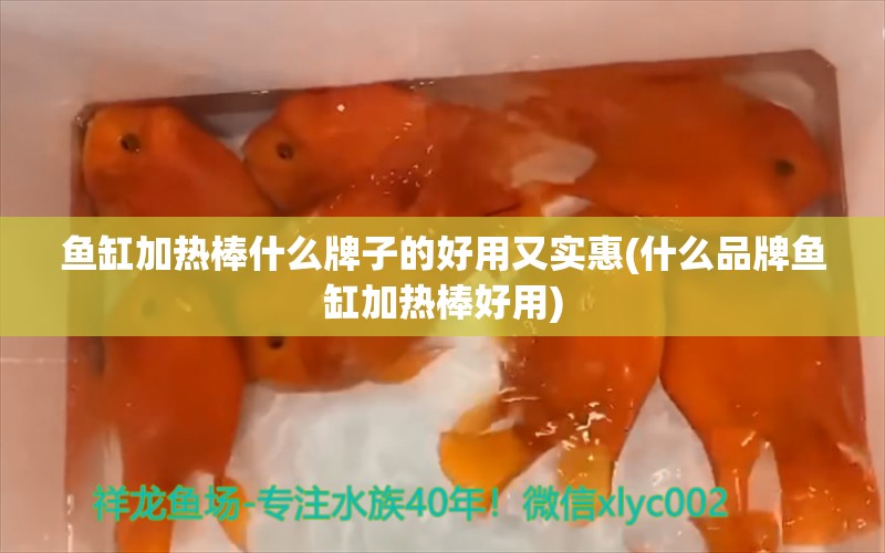 魚缸加熱棒什么牌子的好用又實(shí)惠(什么品牌魚缸加熱棒好用) 龍魚疾病與治療