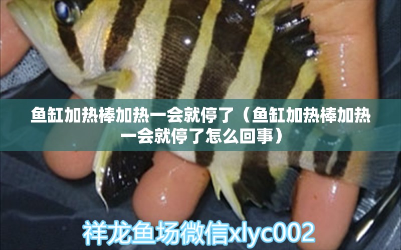 魚缸加熱棒加熱一會就停了（魚缸加熱棒加熱一會就停了怎么回事）