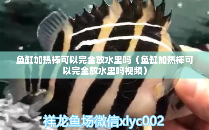 魚缸加熱棒可以完全放水里嗎（魚缸加熱棒可以完全放水里嗎視頻） 蝴蝶鯉魚苗