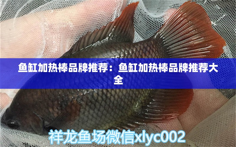 魚缸加熱棒品牌推薦：魚缸加熱棒品牌推薦大全