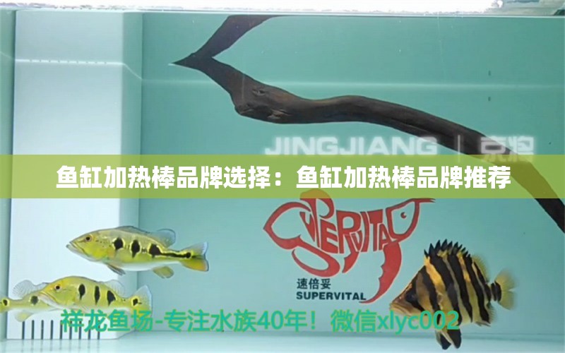 魚缸加熱棒品牌選擇：魚缸加熱棒品牌推薦