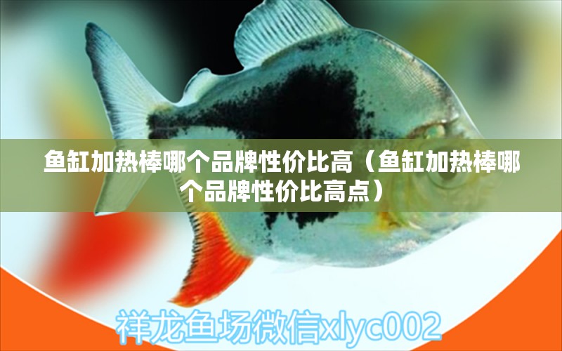 魚缸加熱棒哪個品牌性價比高（魚缸加熱棒哪個品牌性價比高點(diǎn)）