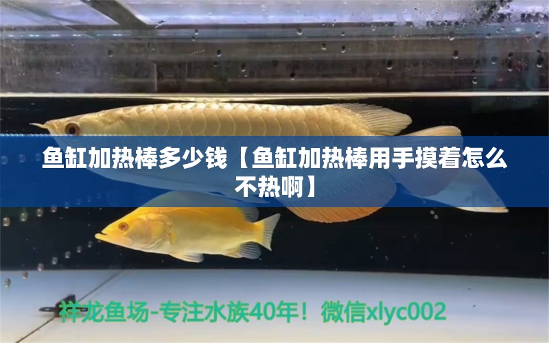 魚缸加熱棒多少錢【魚缸加熱棒用手摸著怎么不熱啊】 龍魚批發(fā)