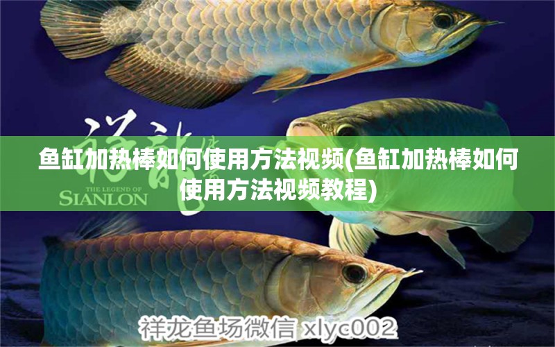 魚缸加熱棒如何使用方法視頻(魚缸加熱棒如何使用方法視頻教程) 申古銀版魚