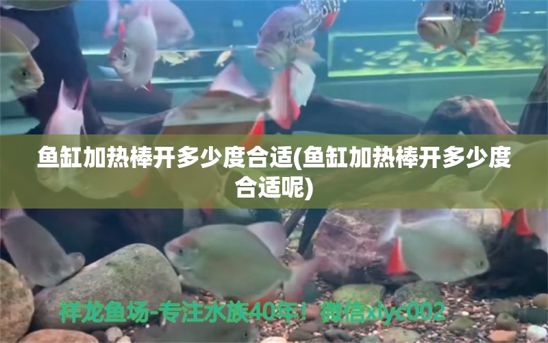 魚缸加熱棒開多少度合適(魚缸加熱棒開多少度合適呢) 泰國斗魚