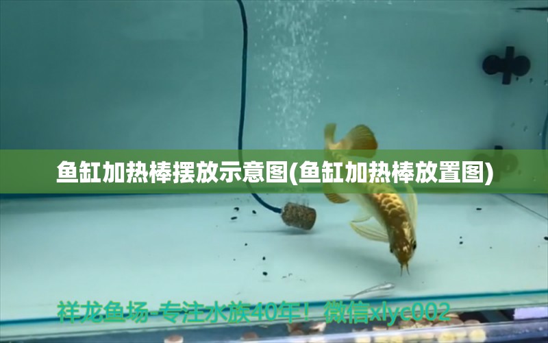 魚(yú)缸加熱棒擺放示意圖(魚(yú)缸加熱棒放置圖) 純血皇冠黑白魟魚(yú) 第1張