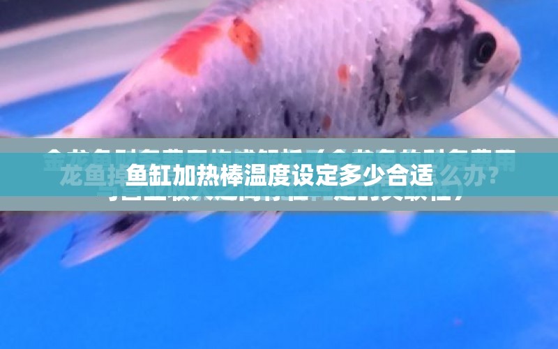 魚缸加熱棒溫度設(shè)定多少合適 水族問答 第1張