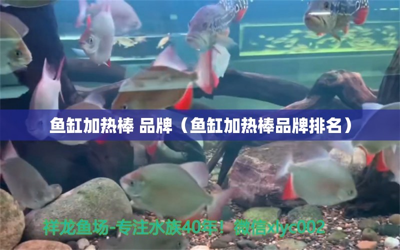 魚缸加熱棒 品牌（魚缸加熱棒品牌排名）