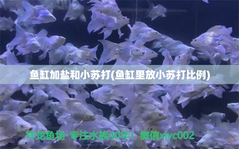 魚缸加鹽和小蘇打(魚缸里放小蘇打比例) 金三間魚