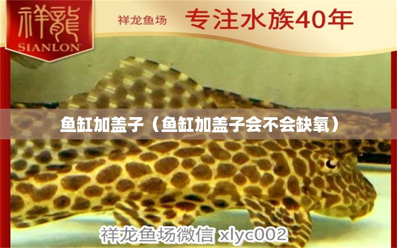 魚缸加蓋子（魚缸加蓋子會不會缺氧） 祥龍水族醫(yī)院