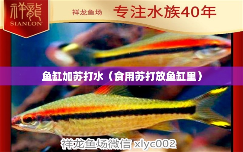 魚缸加蘇打水（食用蘇打放魚缸里）