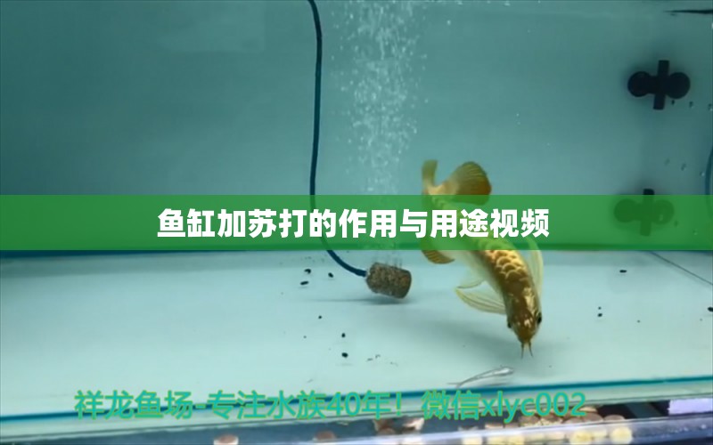 魚缸加蘇打的作用與用途視頻 