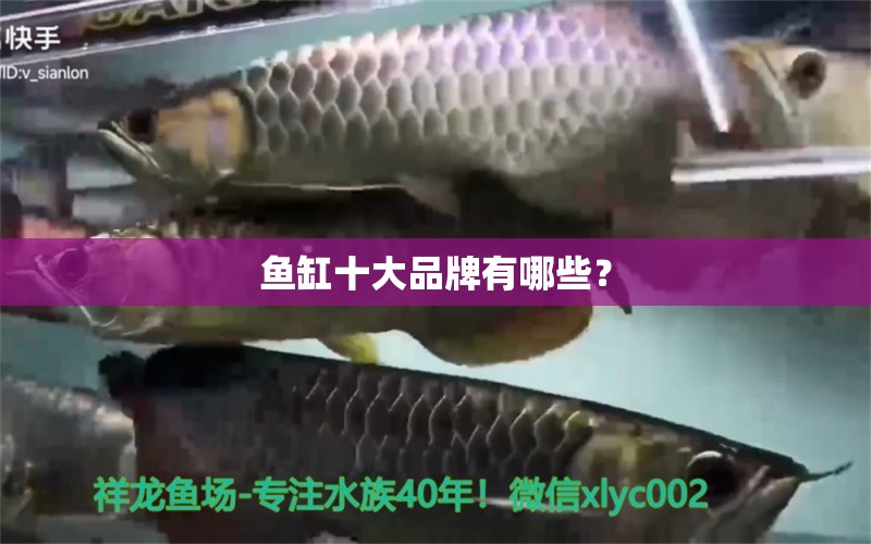 魚缸十大品牌有哪些？ 觀賞魚