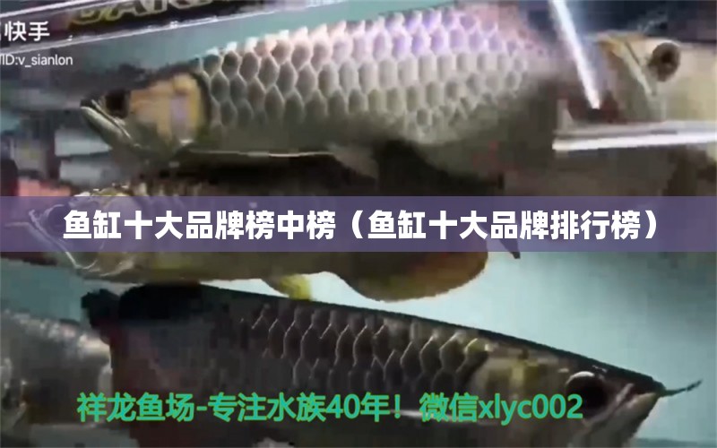 魚缸十大品牌榜中榜（魚缸十大品牌排行榜） 狗仔（招財貓)魚苗