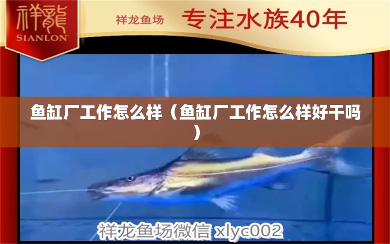 魚缸廠工作怎么樣（魚缸廠工作怎么樣好干嗎） 其他品牌魚缸