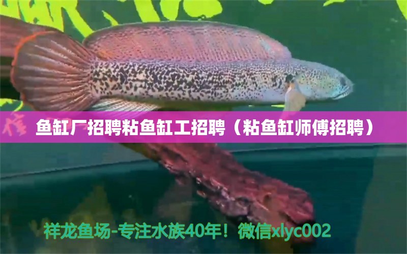 魚缸廠招聘粘魚缸工招聘（粘魚缸師傅招聘）