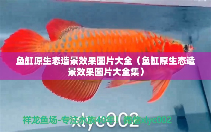 魚缸原生態(tài)造景效果圖片大全（魚缸原生態(tài)造景效果圖片大全集）