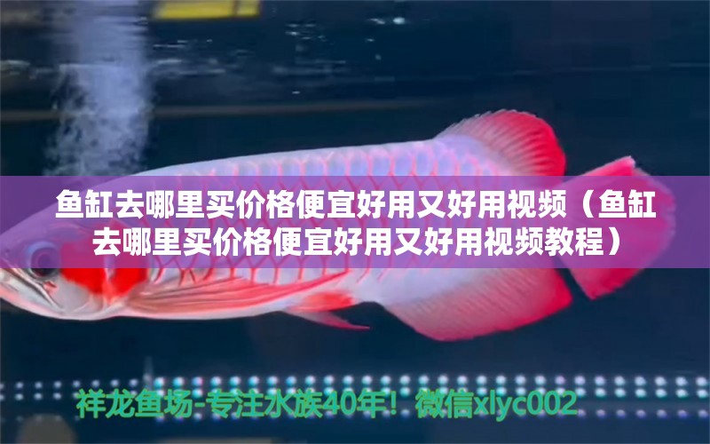 魚缸去哪里買價(jià)格便宜好用又好用視頻（魚缸去哪里買價(jià)格便宜好用又好用視頻教程） 祥龍水族醫(yī)院