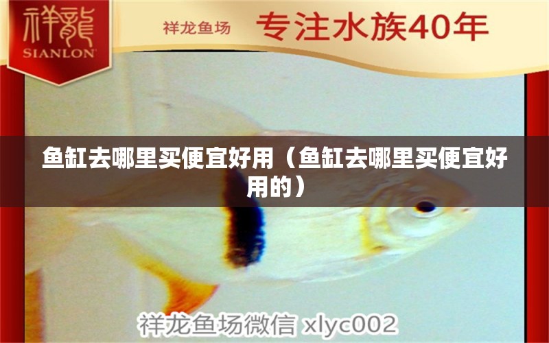 魚缸去哪里買便宜好用（魚缸去哪里買便宜好用的） 伊巴卡魚