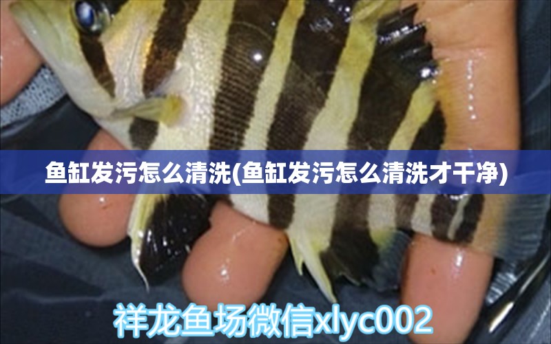 魚缸發(fā)污怎么清洗(魚缸發(fā)污怎么清洗才干凈)