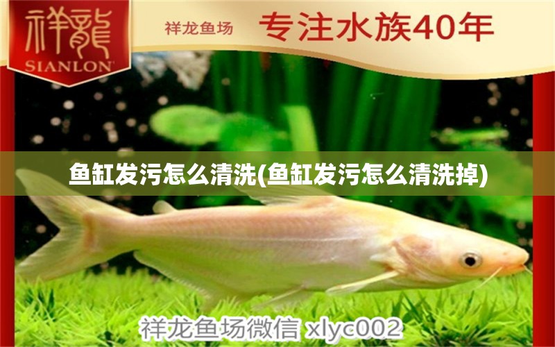 魚缸發(fā)污怎么清洗(魚缸發(fā)污怎么清洗掉)