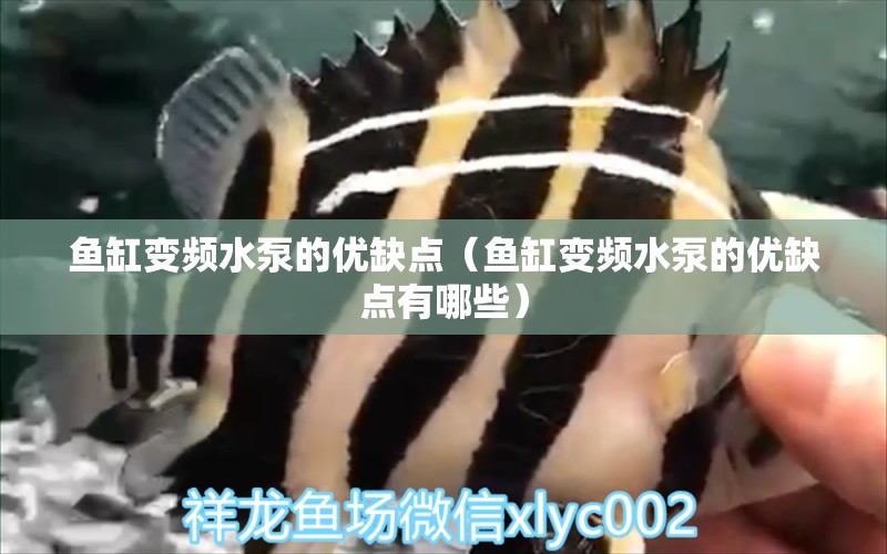 魚缸變頻水泵的優(yōu)缺點(diǎn)（魚缸變頻水泵的優(yōu)缺點(diǎn)有哪些） 黑影道人魚