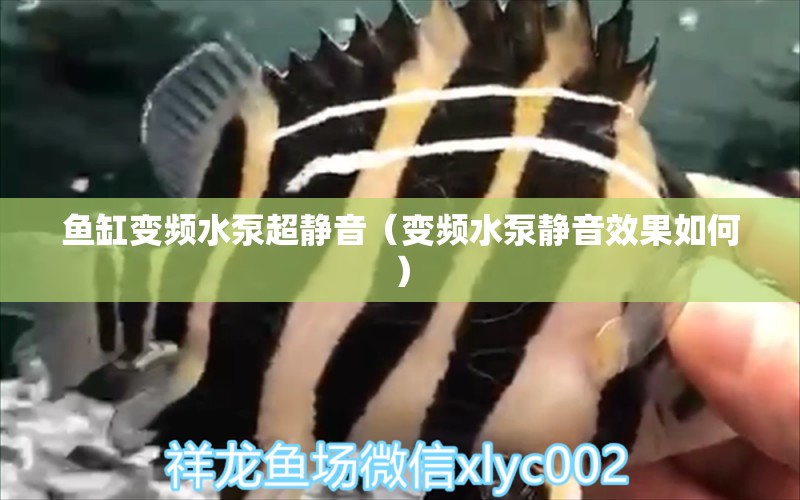 魚缸變頻水泵超靜音（變頻水泵靜音效果如何） 魚缸定做