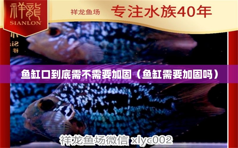 魚缸口到底需不需要加固（魚缸需要加固嗎）