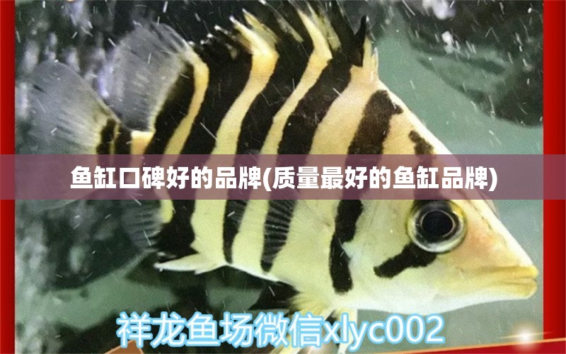 魚缸口碑好的品牌(質(zhì)量最好的魚缸品牌) 高背金龍魚