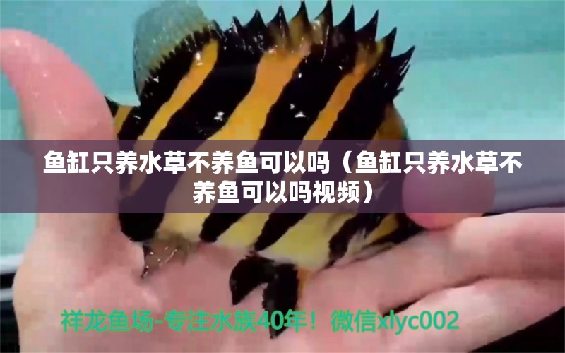 魚缸只養(yǎng)水草不養(yǎng)魚可以嗎（魚缸只養(yǎng)水草不養(yǎng)魚可以嗎視頻） 水草