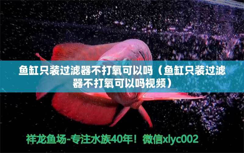 魚缸只裝過濾器不打氧可以嗎（魚缸只裝過濾器不打氧可以嗎視頻） 祥龍水族醫(yī)院