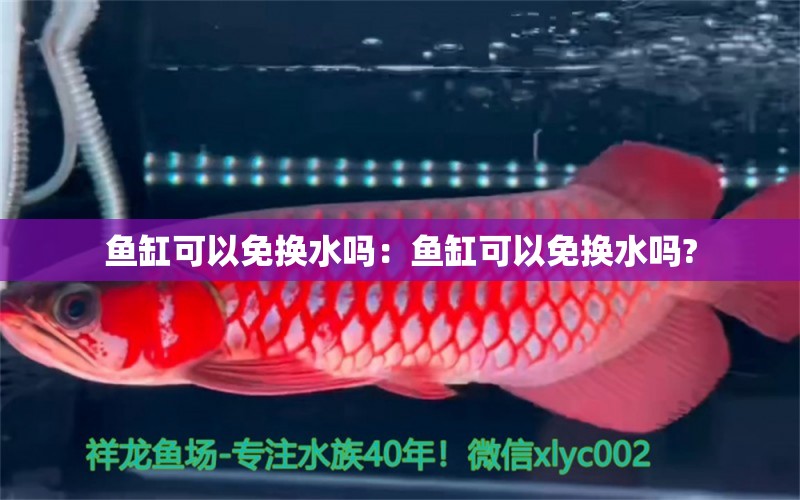 魚缸可以免換水嗎：魚缸可以免換水嗎?